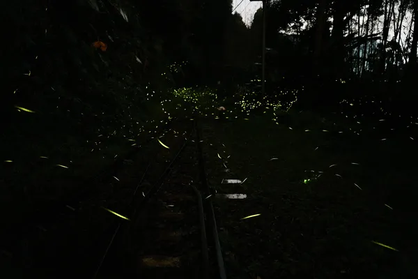 Fireflies on old train tracks